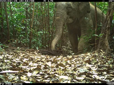 A grainy image of an elephant in the forest