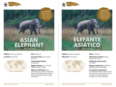 Asian Elephant Species Card ELL