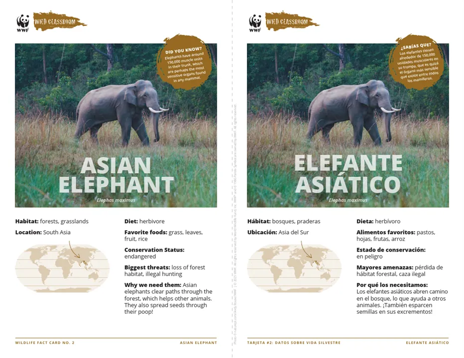 Asian Elephant Species Card ELL