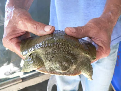 Asian giant softshell turtle