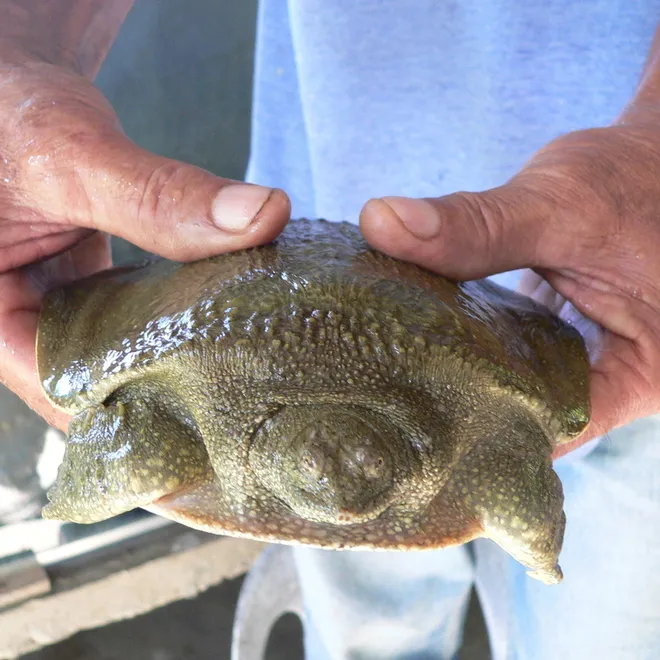Asian giant softshell turtle