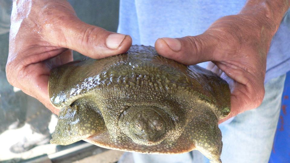 Two hands hold an Asian giant softshell turtle in the air