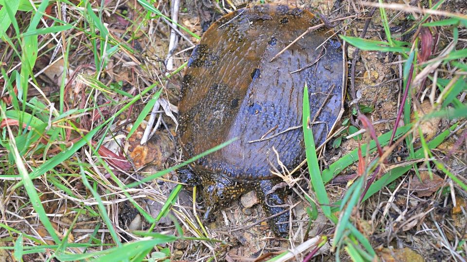 Asiatic softshell turtle