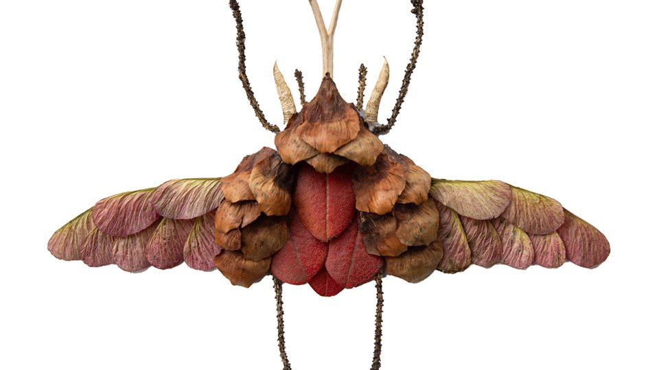 Large bug made with leaves and sticks