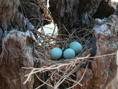 Blue eggs in a nest
