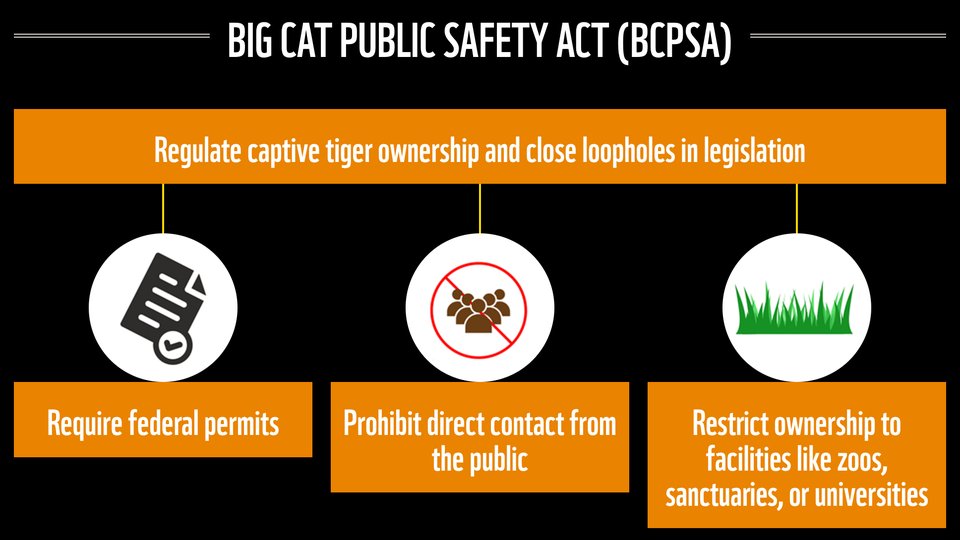 Big Cat Public Safety Act slide