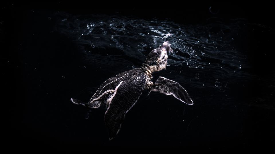 Underwater photo of a baby turtle at night, lifting its nose to the surface