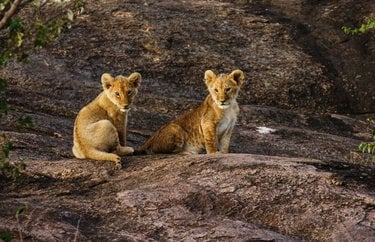 Two lion cubs sit on a rocky surface and look at the camera