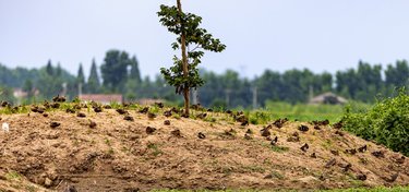 Baer's pochards gather on a hill with a single tree