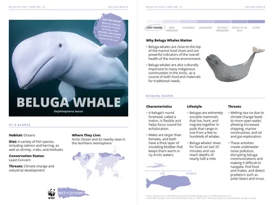 Beluga Whale Species Card