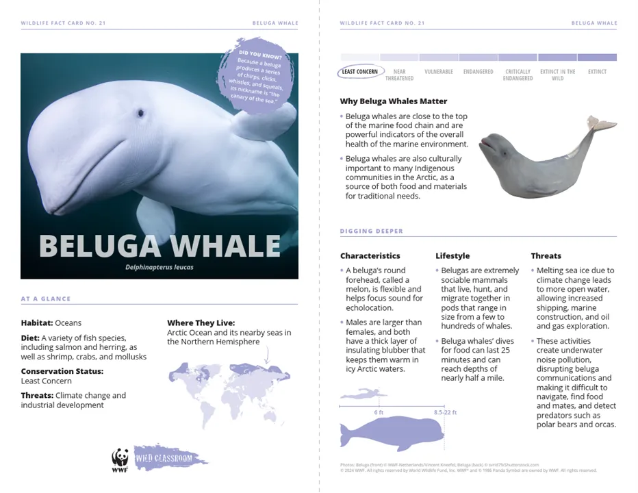 Beluga Whale Species Card