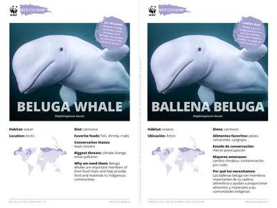 Beluga Whale Species Card ELL