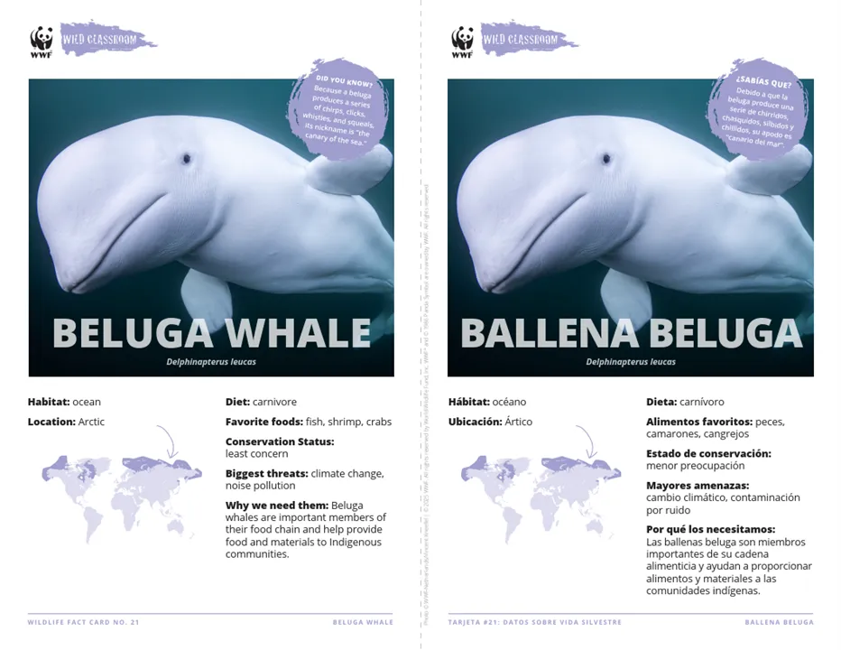 Beluga Whale Species Card ELL