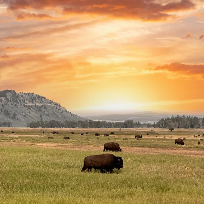 Bison