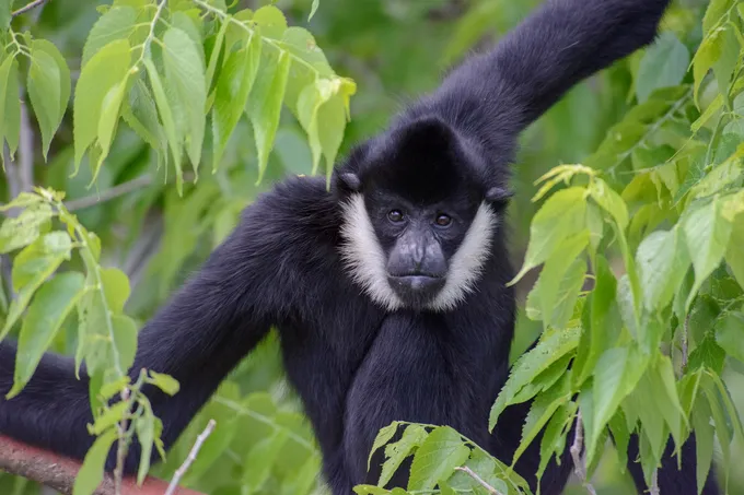 A monkey sits in a tree