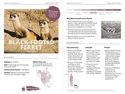 NGP Species Cards Black-footed Ferret Card