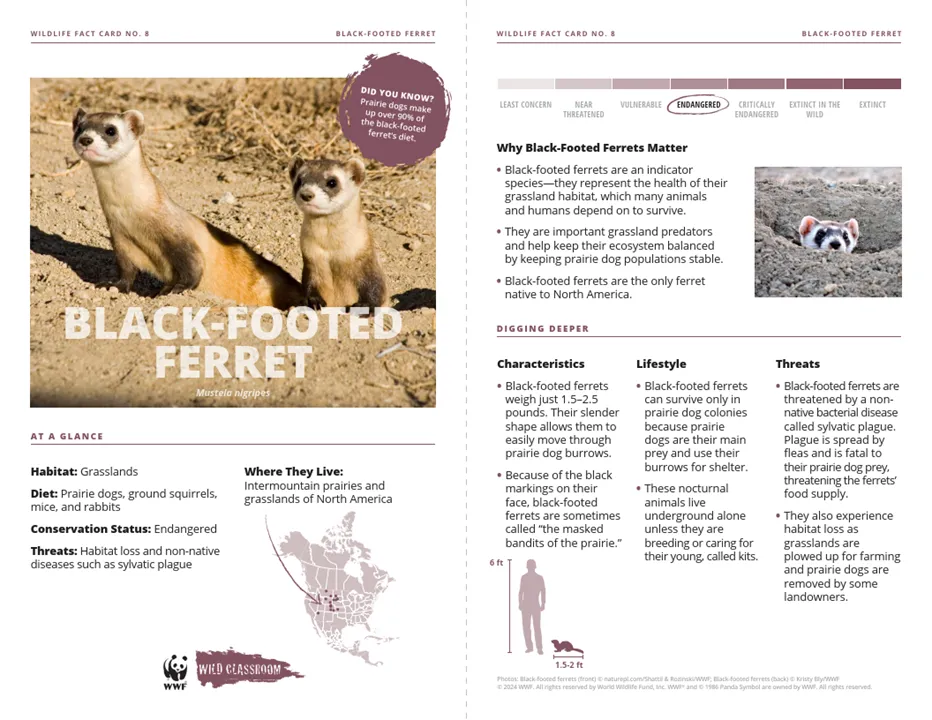 NGP Species Cards Black-footed Ferret Card