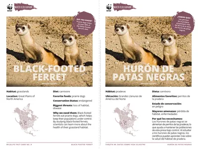 Black-Footed Ferret Species Card ELL