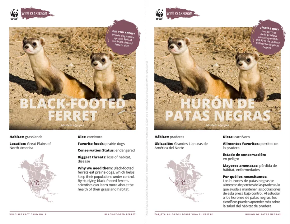 Black-Footed Ferret Species Card ELL
