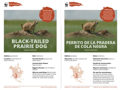 Black-Tailed Prairie Dog Species Card ELL