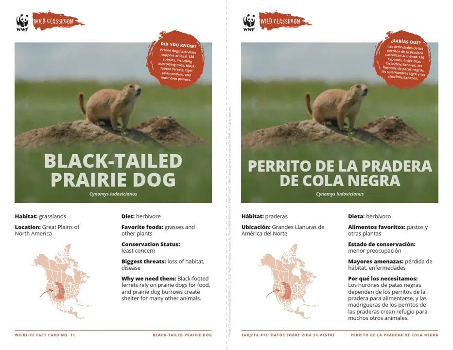 Black-Tailed Prairie Dog Species Card ELL