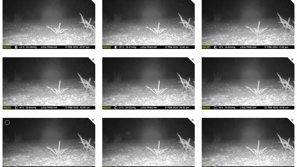 A grid of black-and-white camera trap photos showing no wildlife