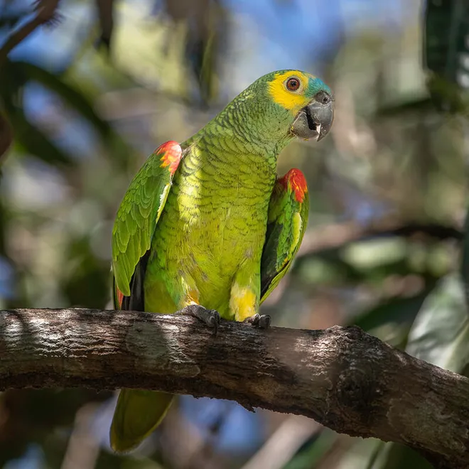 A green bird with red, yellow and blue accents perches on a branch.