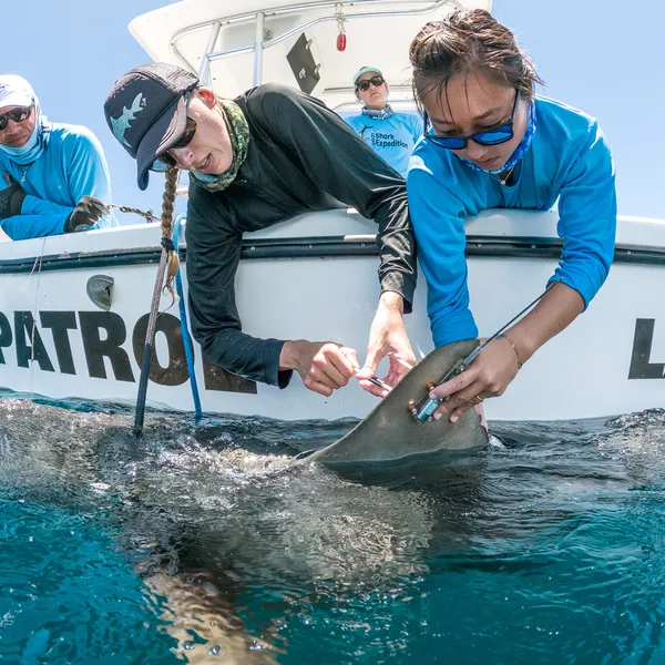 Researchers lean over edge of boat holding live shark