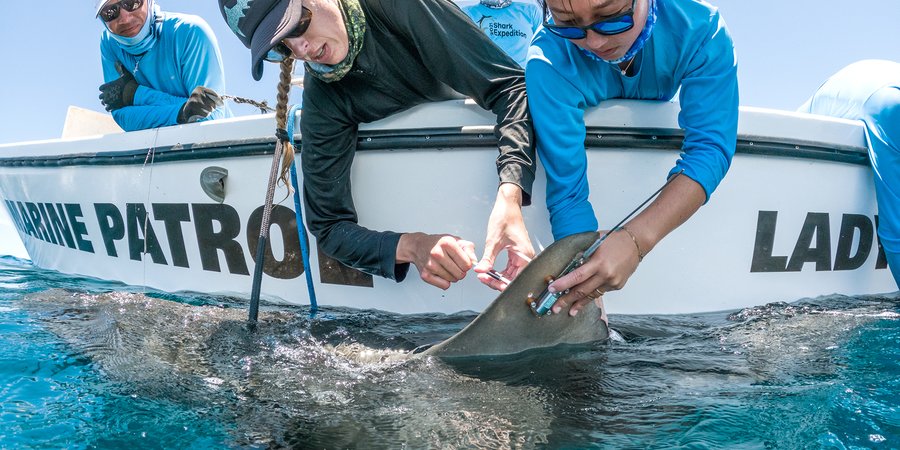 Researchers lean over edge of boat holding live shark