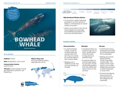 Bowhead Whale Species Card