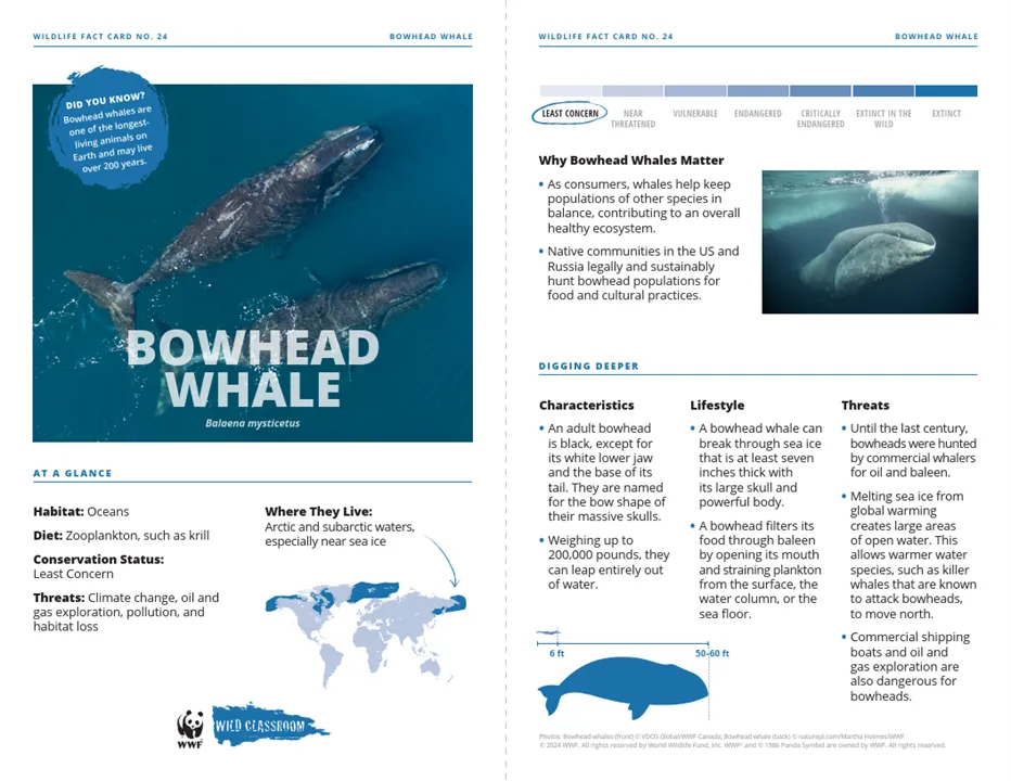 Bowhead Whale Species Card