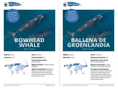 Bowhead Whale Species Card ELL