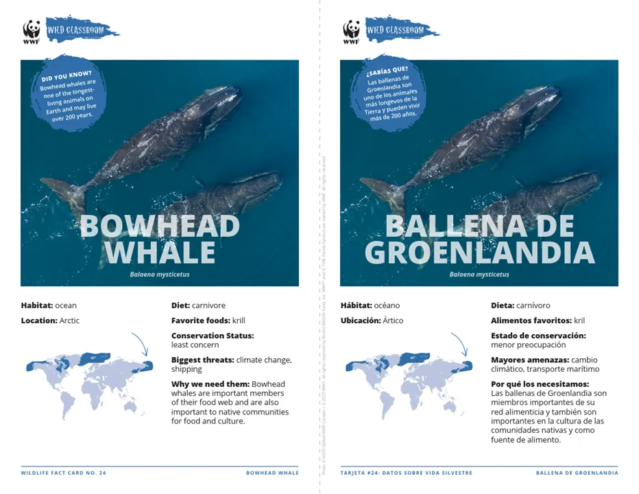 Bowhead Whale Species Card ELL