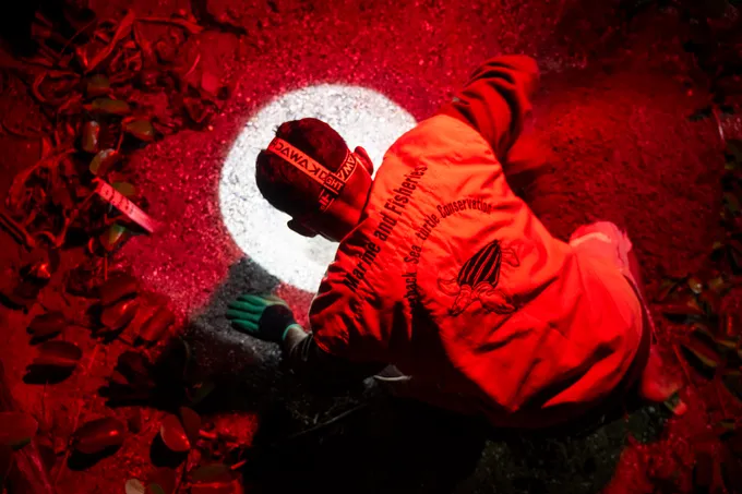 A person leans over a turtle nest at night with a red light