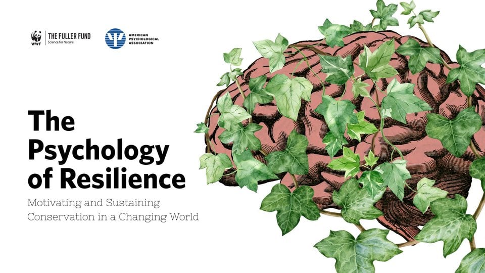 Illustration of a brain wrapped in English ivy.