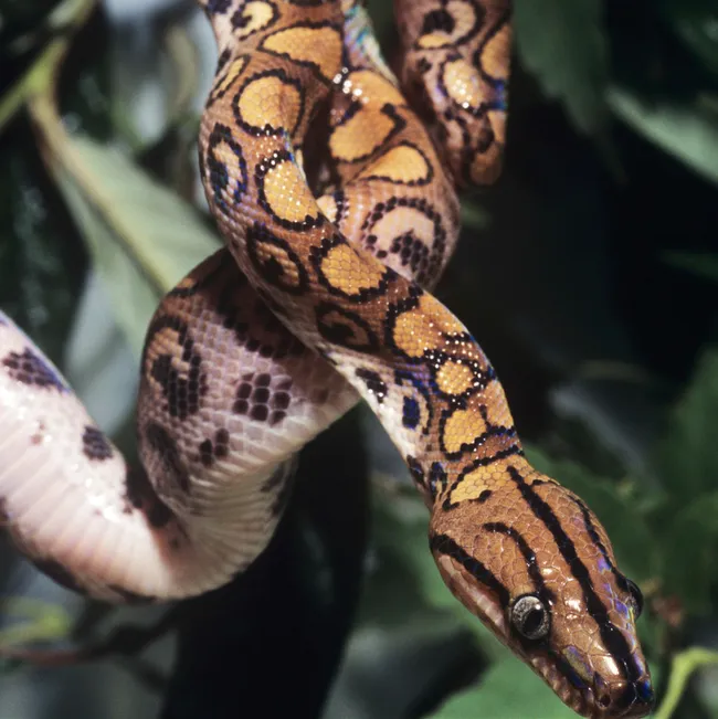 A brown Brazilian rainbow boa coils around a branch in the trees.