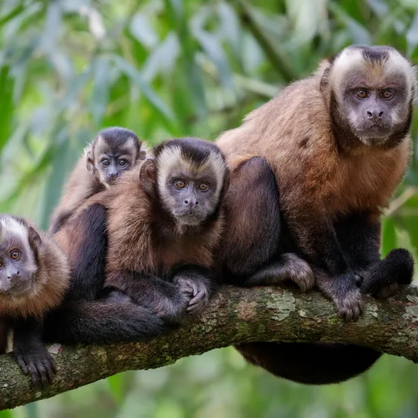 Four brown tufted capuchins with brown and black fur sit on a branch looking at the camera