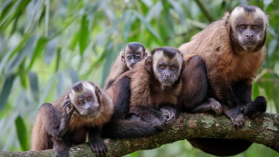 Four brown tufted capuchins sit on a tree branch with dark green leaves in the background