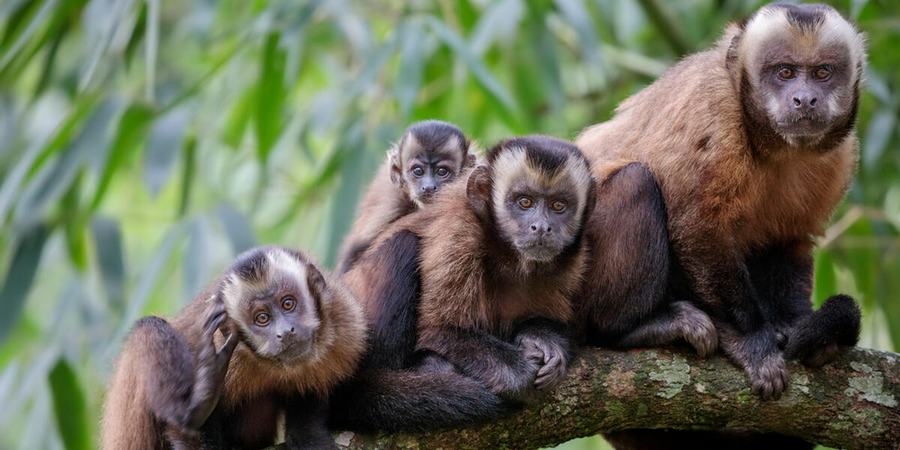 Four brown tufted capuchins with brown and black fur sit on a branch looking at the camera