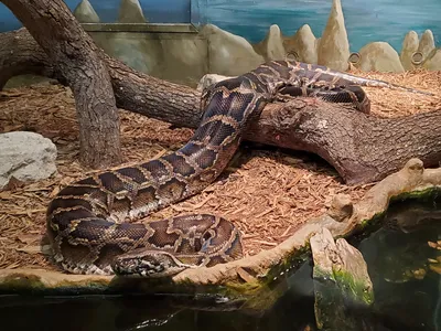 A captive Burmese python at a zoo.