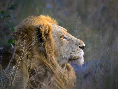 Close up side profile of a lion in Botswana