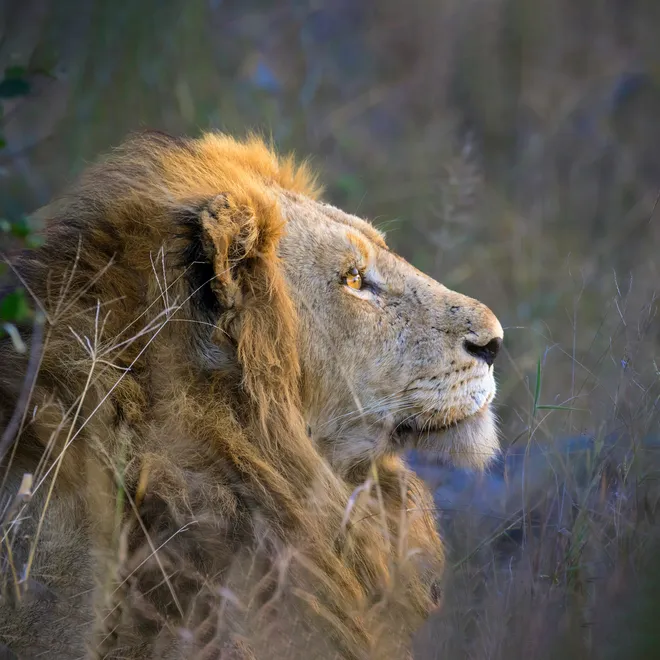 Close up side profile of a lion in Botswana