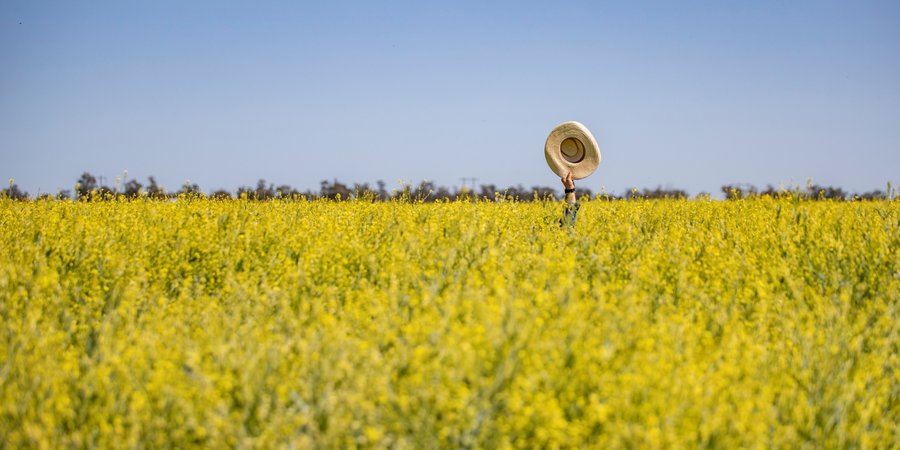 A field of carinata with someone holding a cowboy hat above the flowers