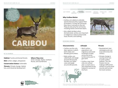 Caribou Species Card