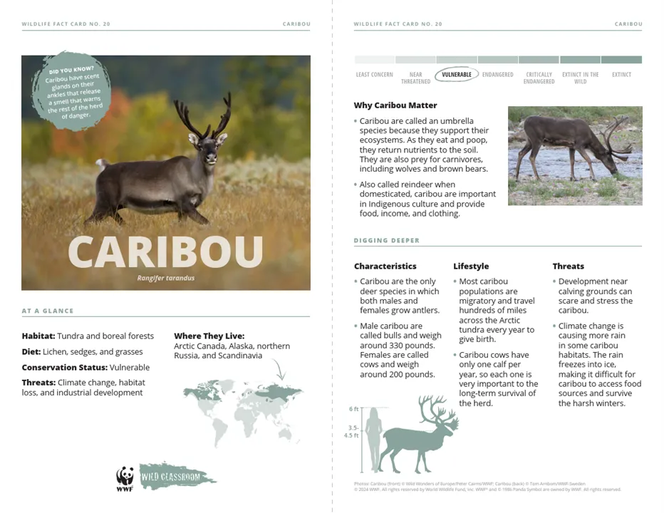 Caribou Species Card