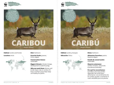 Caribou Species Card ELL