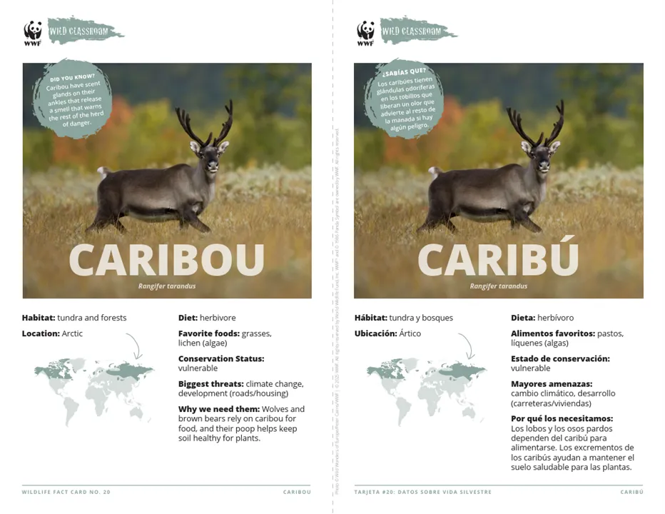Caribou Species Card ELL