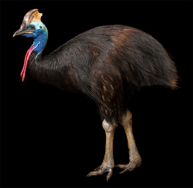Cassowary