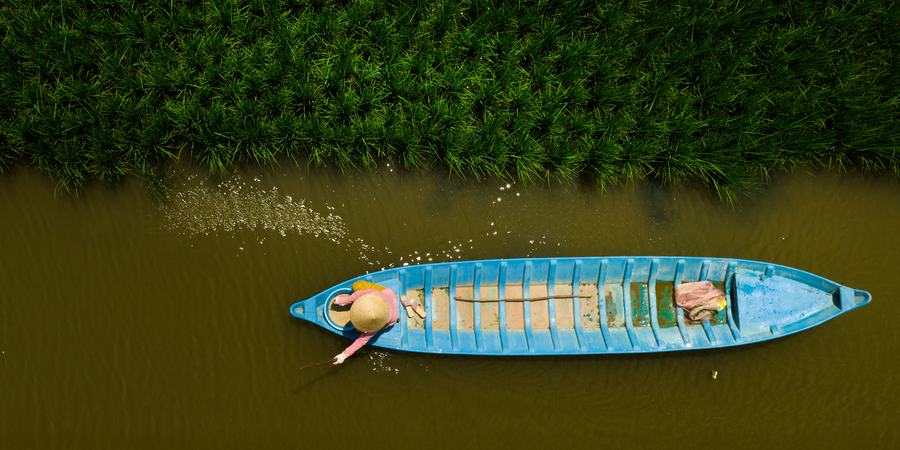 Aerial view of blue boat floating past rice plants
