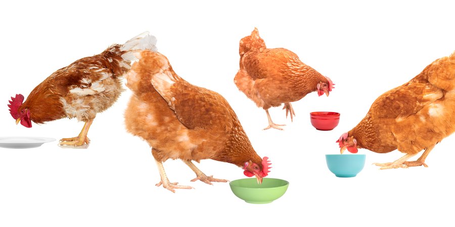 Chickens eating from bowls and plates